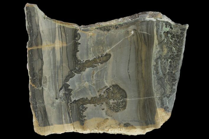 Triassic Aged Stromatolite Fossil - England #130942